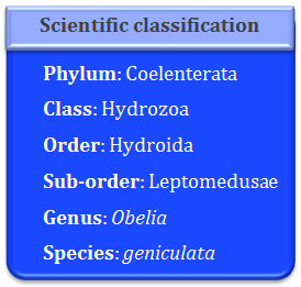 classification of obelia, coelenterata, hydrozoa, hydroida, leptomedusa, obelia, geniculata